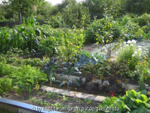 2008_08_17_beet.jpg