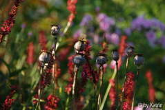 Mohn