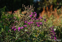 Vernonia