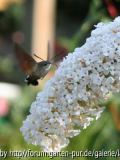 Falter an Sommerflieder 01