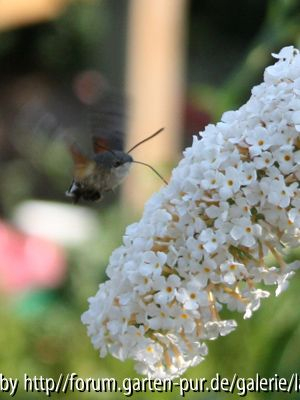 Falter an Sommerflieder 02