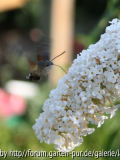 Falter an Sommerflieder 02