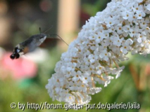 Falter an Sommerflieder 04
