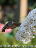 Falter an Sommerflieder 03