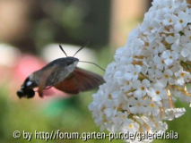 Falter an Sommerflieder 05
