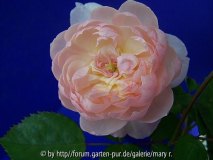 Miss Diana