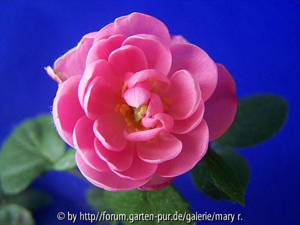 Mignon, 2. Blüte