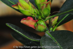 Camellia changii zaaddoos