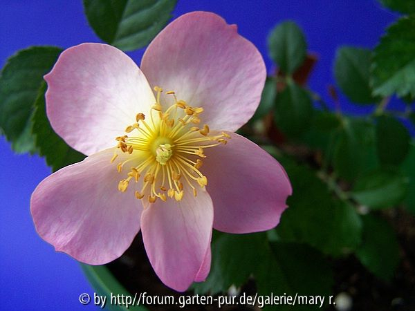 Appelblossom