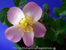 Appelblossom