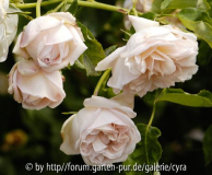 Lordly-Oberon-5940