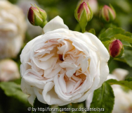 Lordly-Oberon-5936