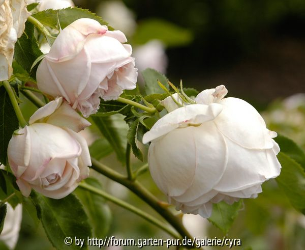 Lordly-Oberon-5937