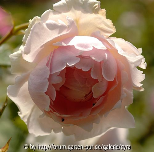 Lordly-Oberon-5923
