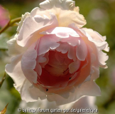 Lordly-Oberon-5923