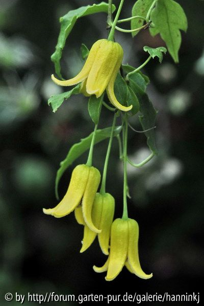 Clematis repens
