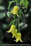 Clematis repens