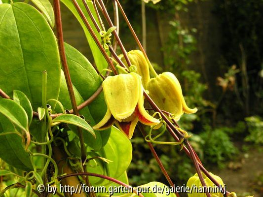 Clematis kweichowensis