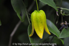 Clematis repens x kweichowensis