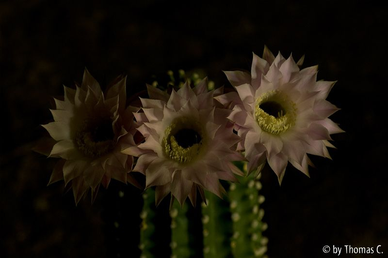 Nachtblüte 03