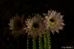 Nachtblüte 03