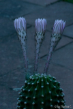 Nachtblüte 01
