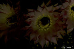 Nachtblüte 05
