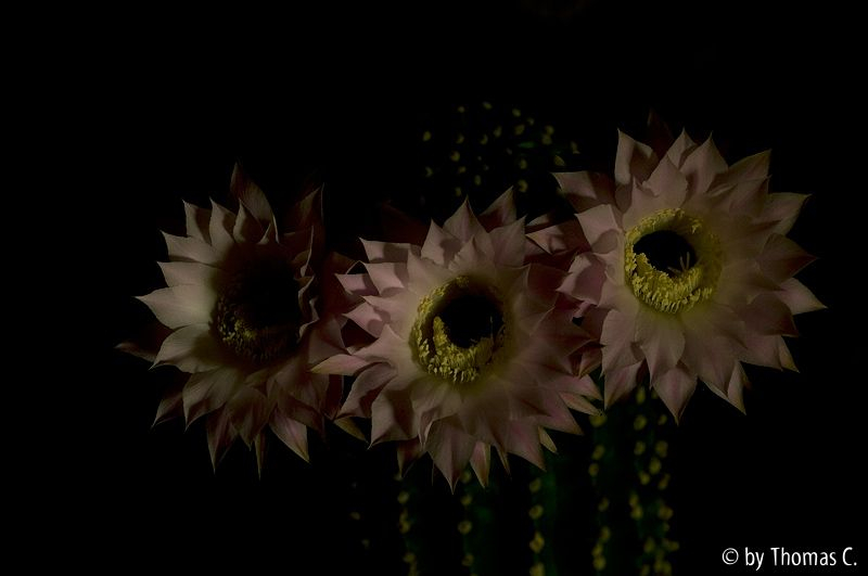 Nachtblüte 04