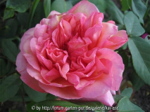 clementina carbonieri mai-2008