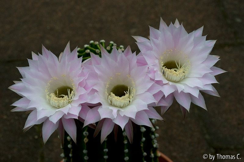 Nachtblüte 06