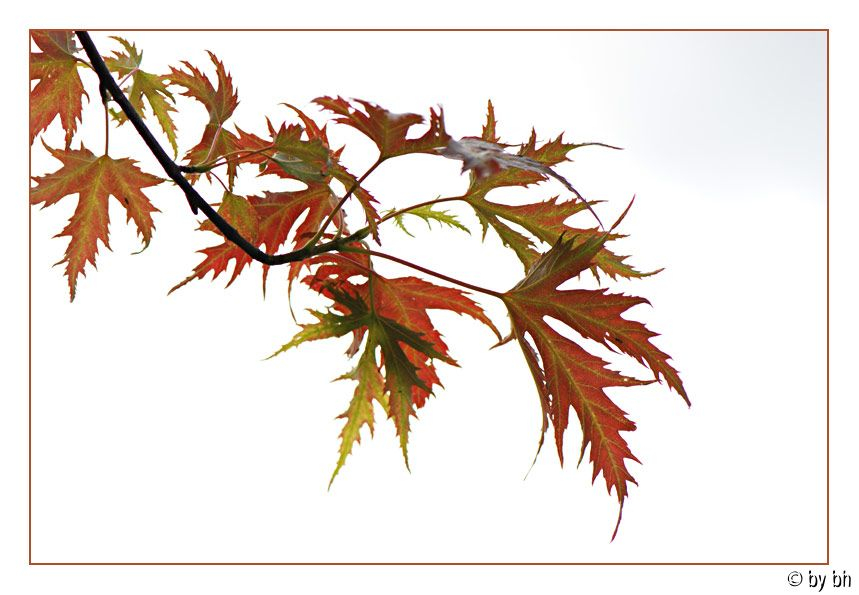 Herbstfarben im August