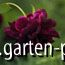 Nigrette avatar 0111-b.