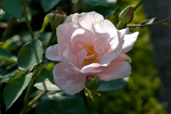 Souv_StAnne 085.jpg