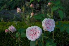 SdM 088.jpg