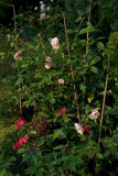 SdM_mit_Chinarosen 090.jpg
