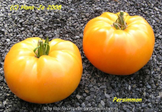 Persimmon_HJ_a.jpg