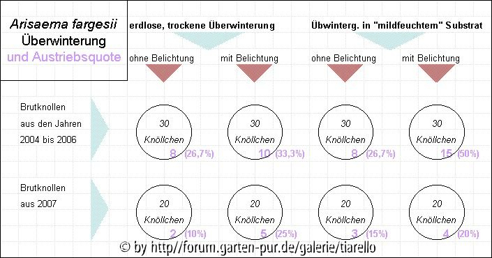 Austrieb von Arisaema fargesii-Brutknöllchen