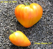 Orange Russian