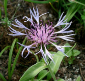Centaurea triumfetii