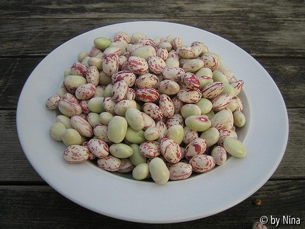 Borlottibohnen 2