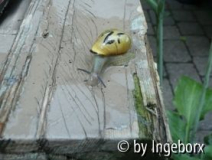Schnecke