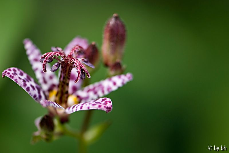 Tricyrtis aus RAW