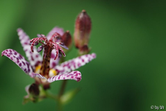 Tricyrtis jpg