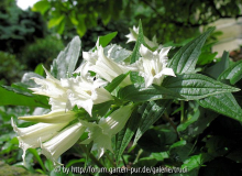 Gentiana asclepidea