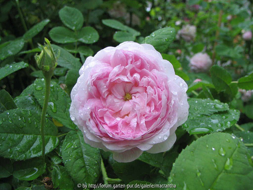 Duchesse de Montebello