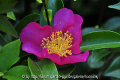 Camellia sasanqua