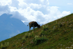 Engadin 1 26-08-2008