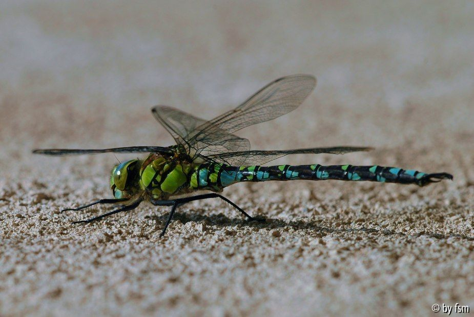 Libelle Soglio 1 19-08-2008