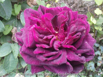 sog_ violet bouyer 3.jpg