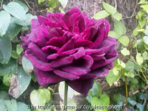 sog_ violet bouyer 2.jpg